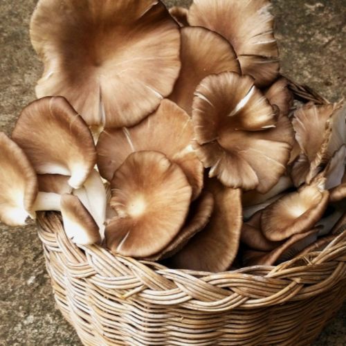 Photo de: Pleurote Grise